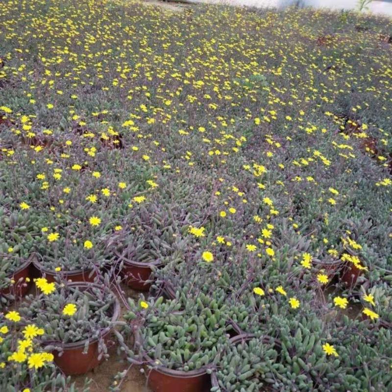 多肉植物紫玄月多肉吊兰佛珠花卉盆栽办公室绿植珍珠吊兰