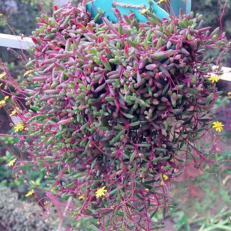 多肉植物紫玄月多肉吊兰佛珠花卉盆栽办公室绿植珍珠吊兰