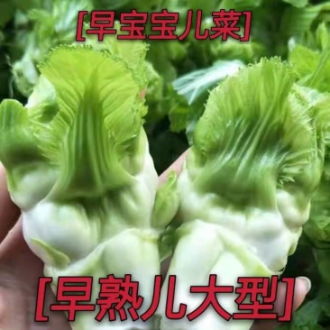 早熟儿菜种子儿子菜种子抱儿菜种子抱子芥种子