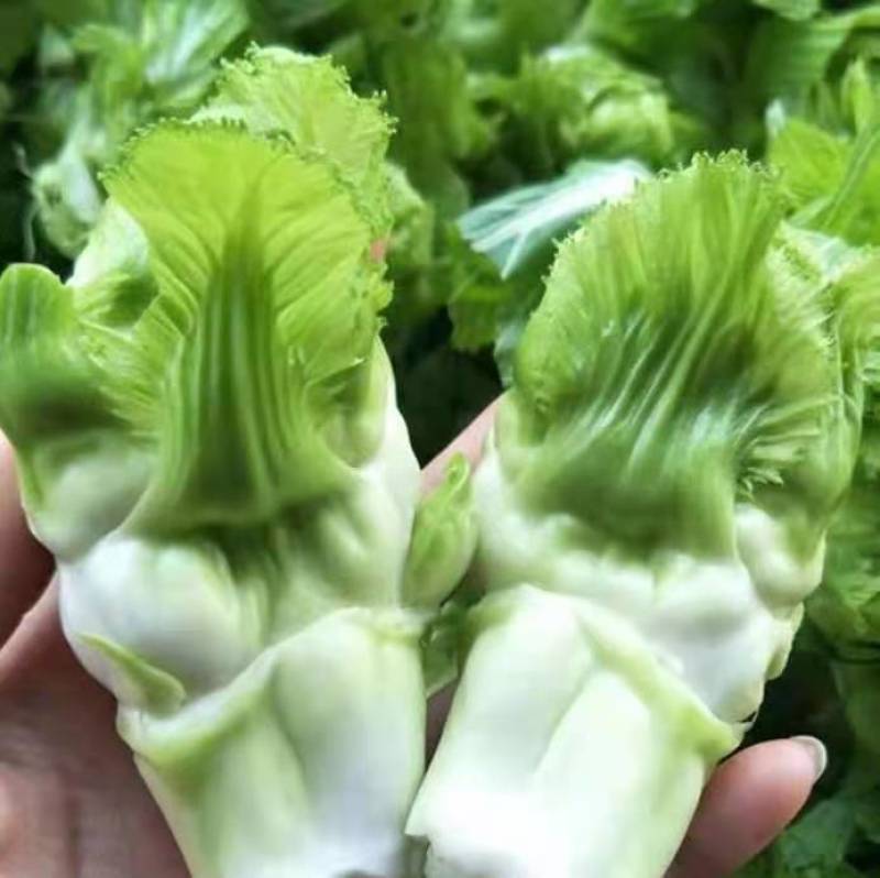 早熟儿菜种子儿子菜种子抱儿菜种子抱子芥种子