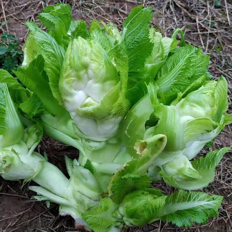 早熟儿菜种子儿子菜种子抱儿菜种子抱子芥种子