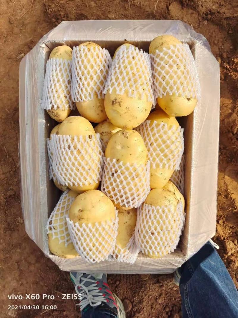 山东肥城土豆黄皮黄心希森土豆大量上市3两以上