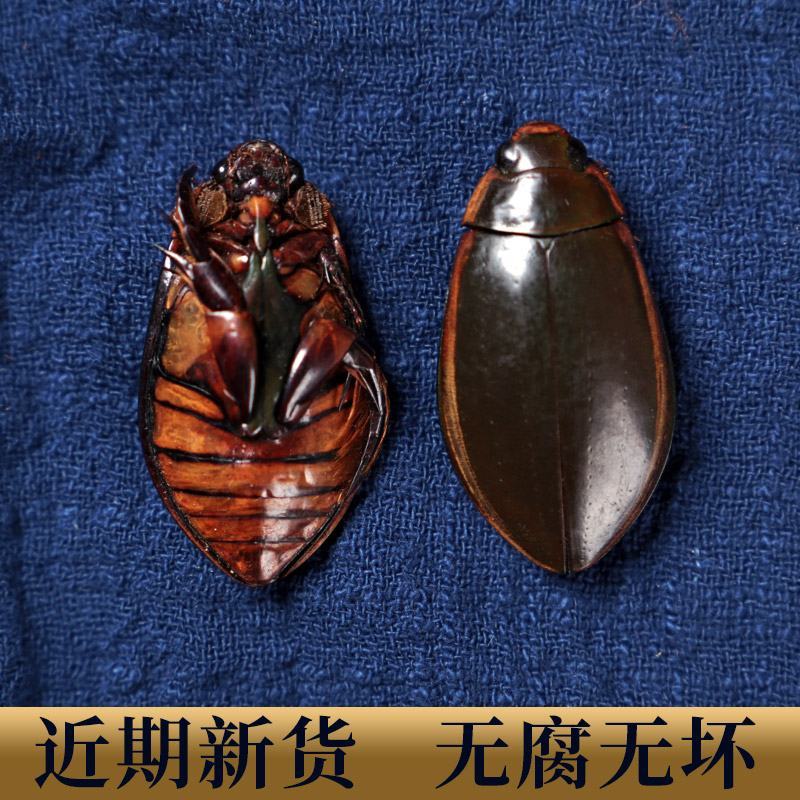晒干龙虱中药材金边龙虱龙狮龙虱粉水鳖虫射尿龟保质保