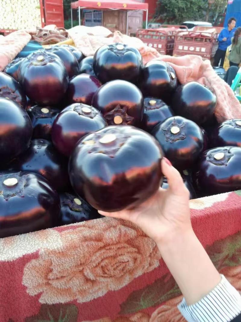 圆茄，精品圆茄，紫光圆茄，一手货源直供商超，