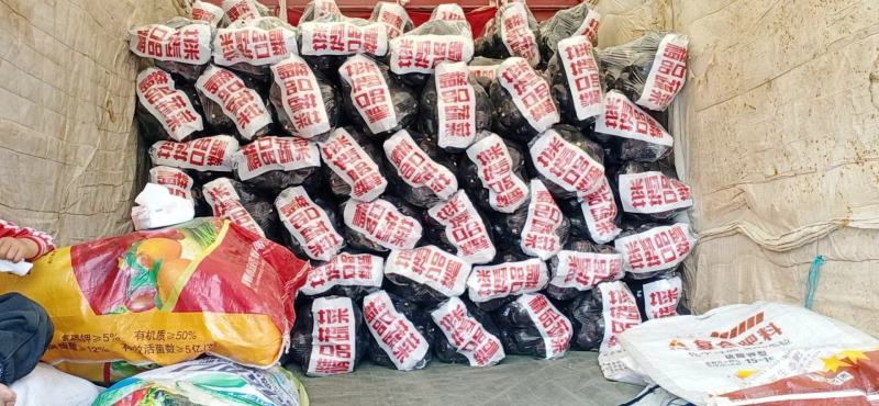 圆茄，精品圆茄，紫光圆茄，一手货源直供商超，