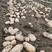 陕西汉中大棚土豆沃土定地现挖《保质保量代发全国》