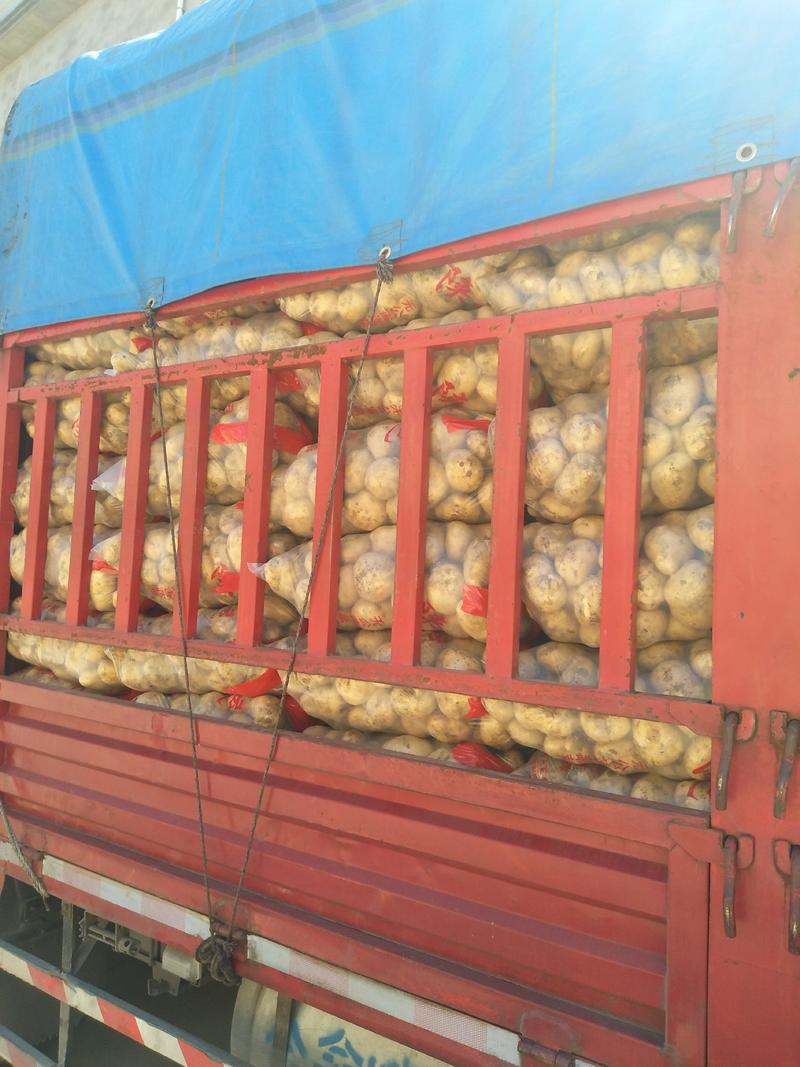 精品大棚露天土豆3两起步，皮毛靓个头大日供30吨