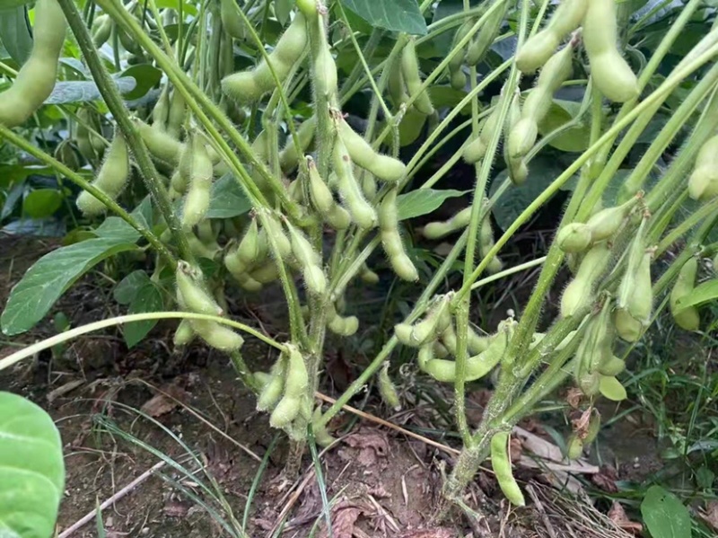 毛豆
