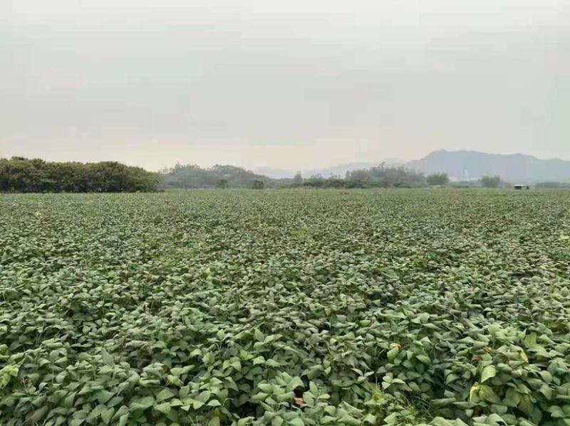 毛豆