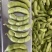 福建翠绿宝、64、毛豆籽粒饱满虫害少货源充足