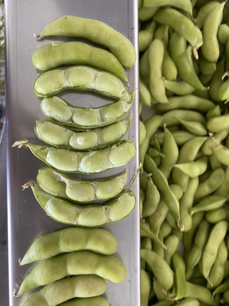 福建翠绿宝、64、毛豆籽粒饱满虫害少货源充足