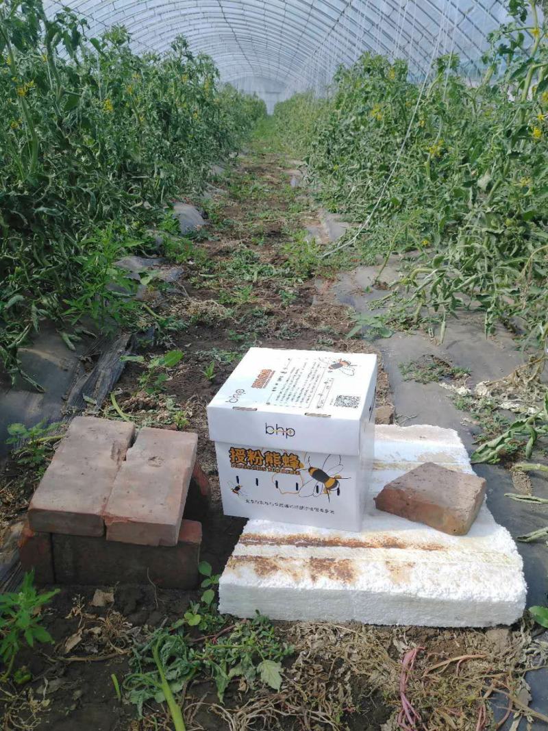 雄蜂授粉自然成熟高糖日本进口品种草莓铁皮柿子地北京市通州