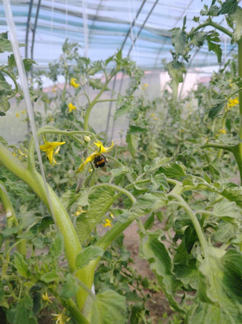 雄蜂授粉自然成熟高糖日本进口品种草莓铁皮柿子地北京市通州
