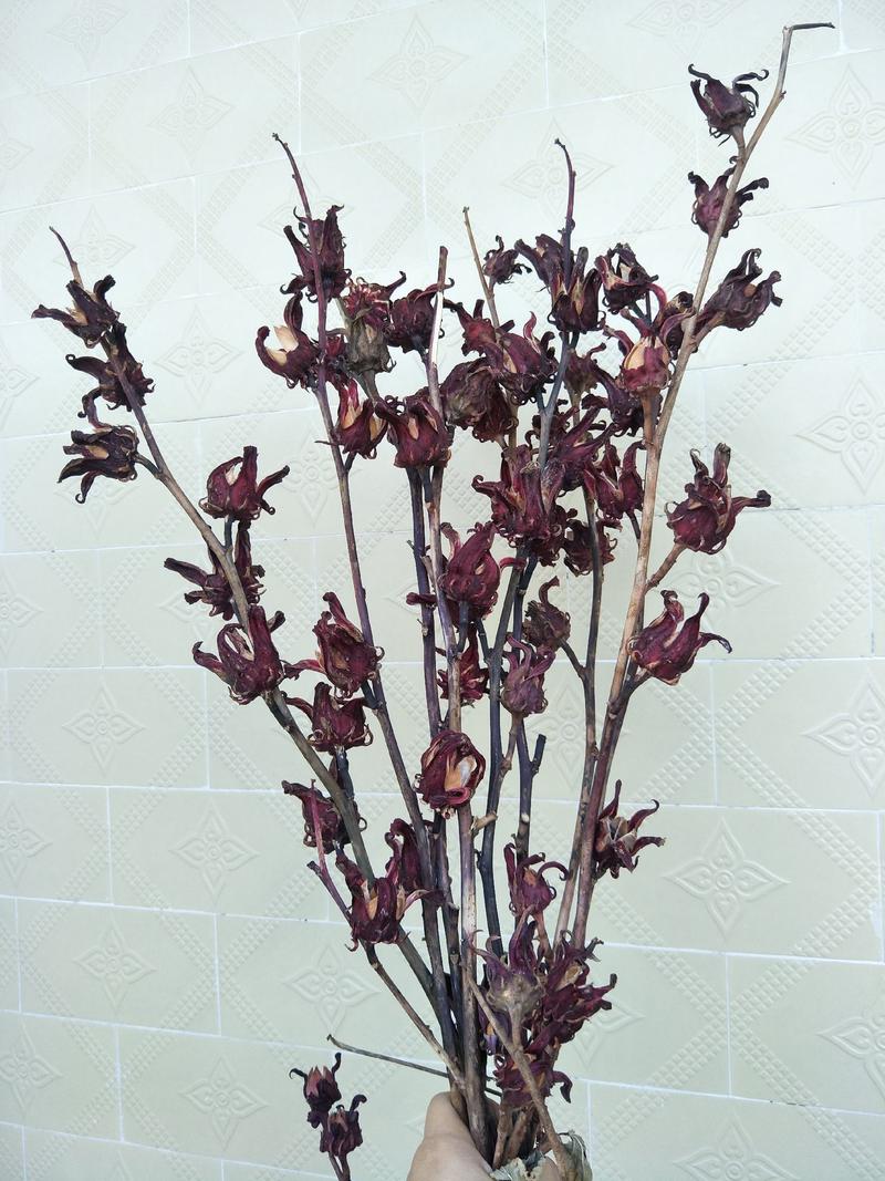 玫瑰茄洛神花真花干枝欧式风室内装饰品一件100枝起批