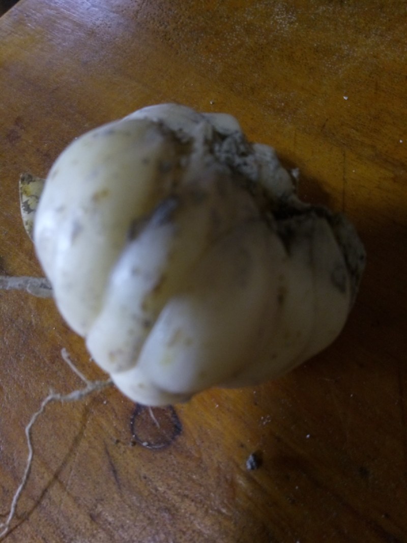 龙芽百合新鲜出世了，个大，颜色白，肉质鲜嫩，酒席上的珍品