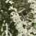 单瓣喷雪花单瓣雪柳雪柳喷雪花绣线菊