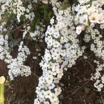 单瓣喷雪花单瓣雪柳雪柳喷雪花绣线菊
