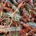 【推荐】潜江市新鲜小龙虾各种规格可对接商超餐饮批发全国