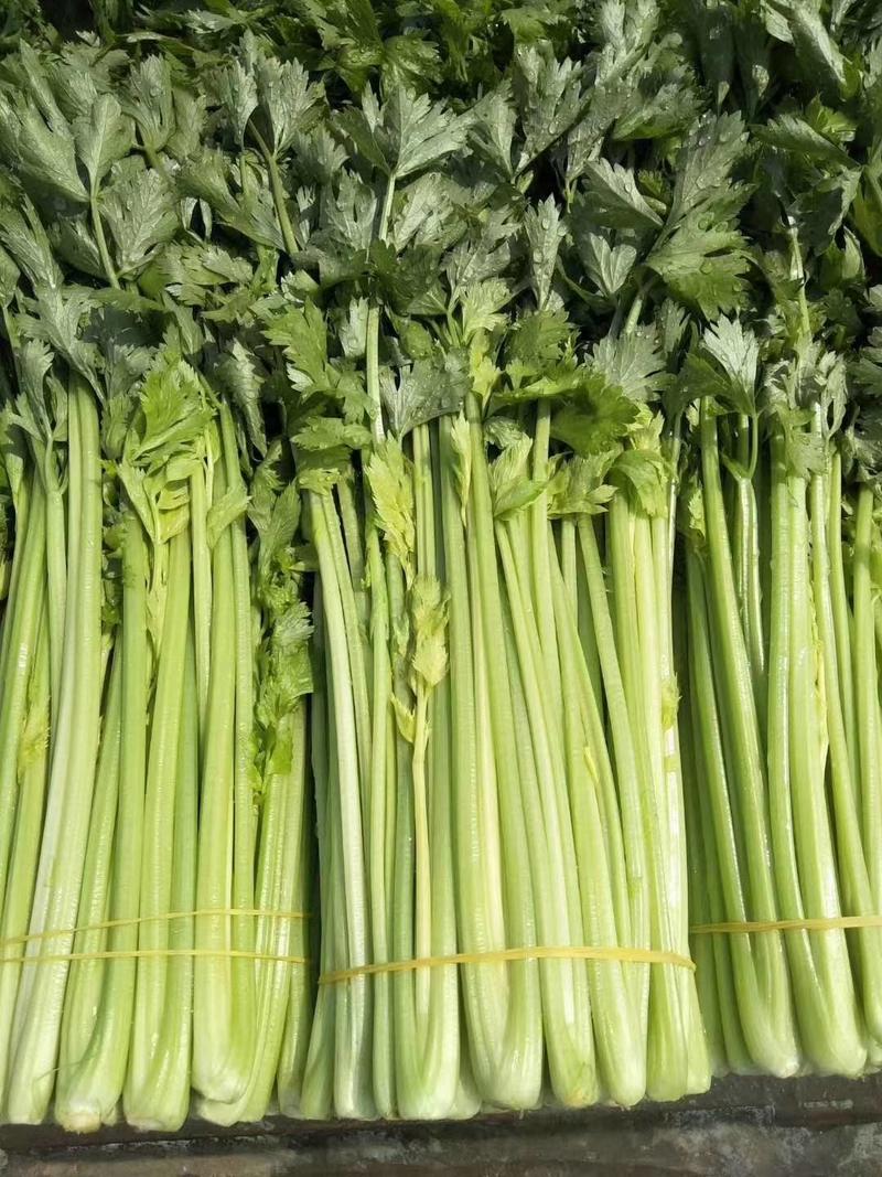 澳冠皇后西芹种子法国进口夏季耐热黄嫩油亮实心芹菜种子