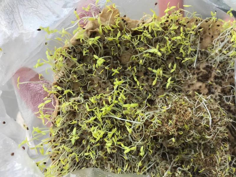 澳冠皇后西芹种子法国进口夏季耐热黄嫩油亮实心芹菜种子