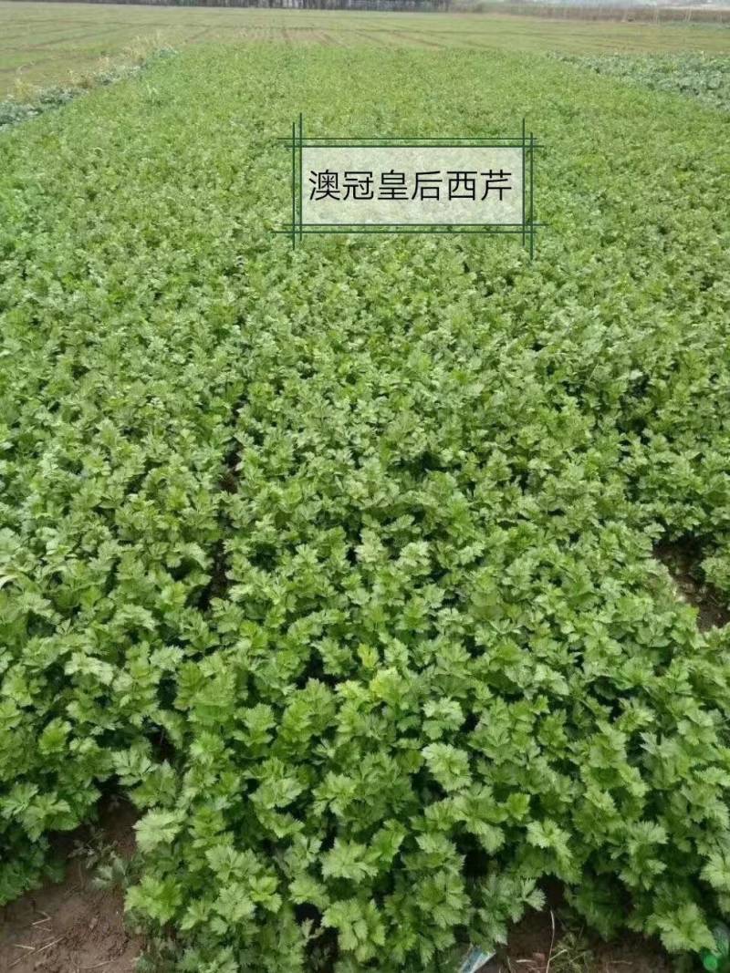 澳冠皇后西芹种子法国进口夏季耐热黄嫩油亮实心芹菜种子