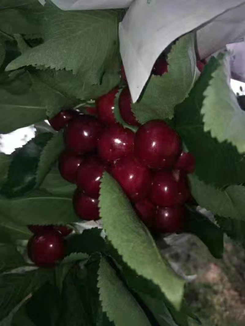 汉源车厘子，黑珍珠大樱桃香甜多汁新鲜美味现摘现发