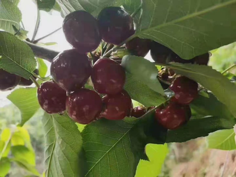 汉源车厘子，黑珍珠大樱桃香甜多汁新鲜美味现摘现发