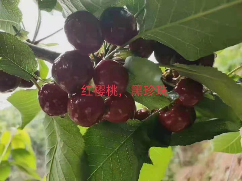 汉源车厘子，黑珍珠大樱桃香甜多汁新鲜美味现摘现发