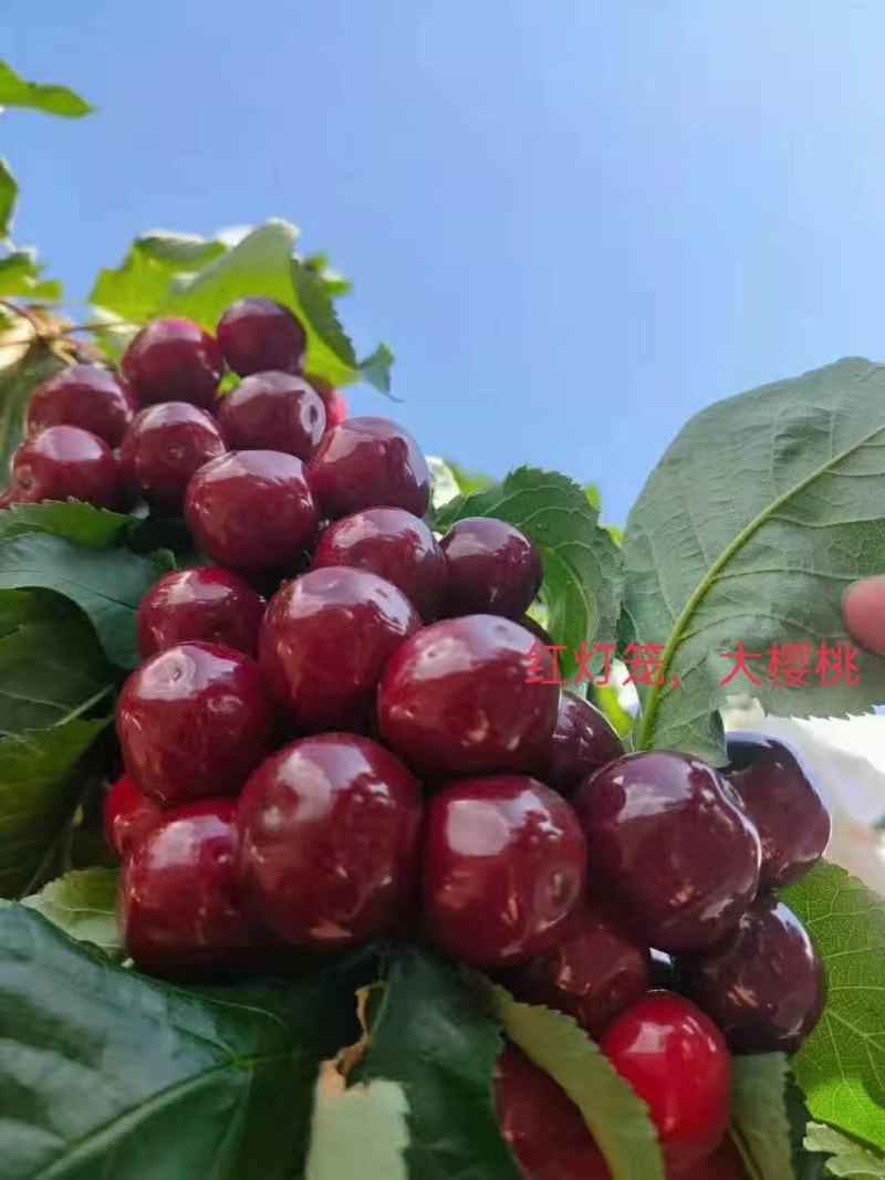 汉源车厘子，黑珍珠大樱桃香甜多汁新鲜美味现摘现发
