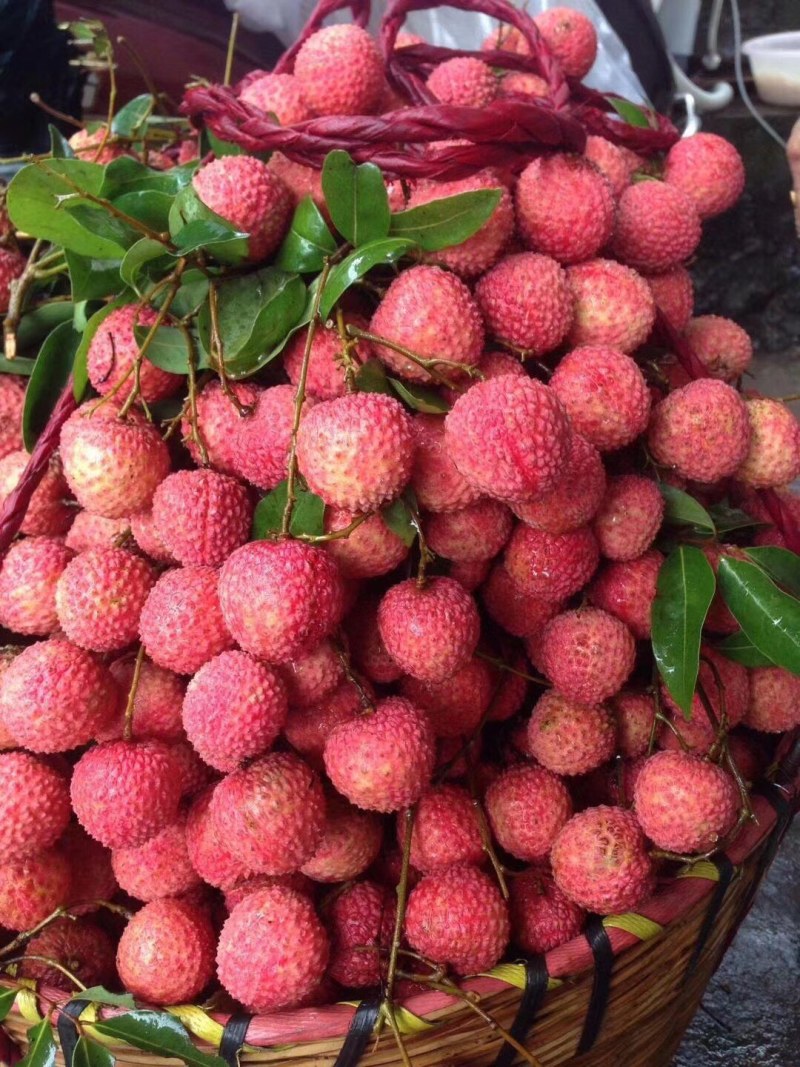 桂味荔枝大量上市，小籽，无水印无鸭头绿，一级果