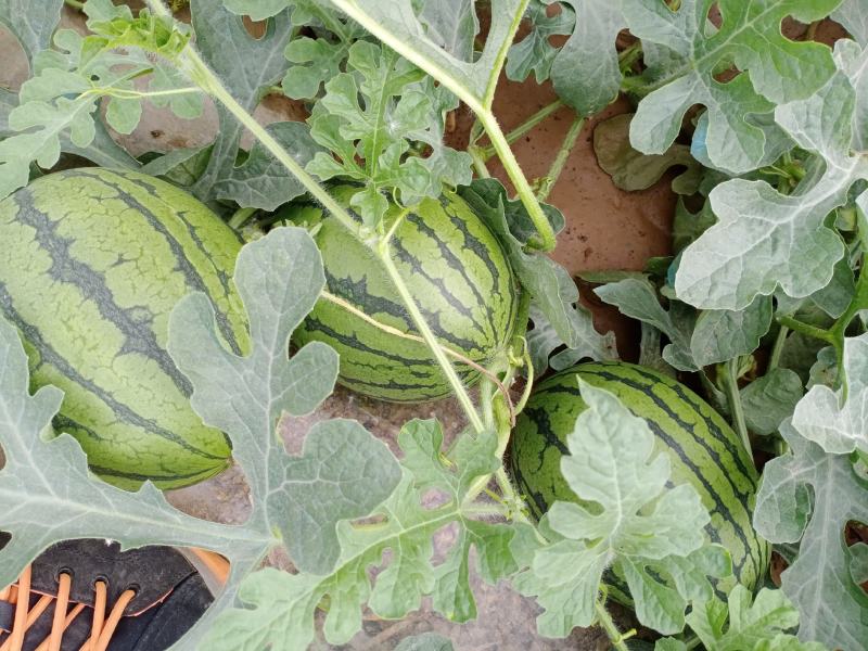 早春红玉