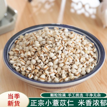 中药材新货薏米仁贵州小薏苡仁薏米仁正品薏米500克