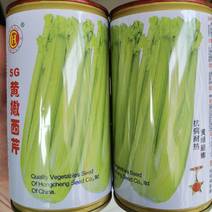 黄嫩西芹种子进口耐热耐高温高芽率黄绿油亮芹菜种子