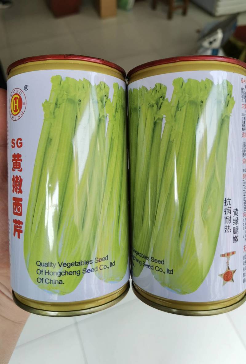 黄嫩西芹种子进口耐热耐高温高芽率黄绿油亮芹菜种子