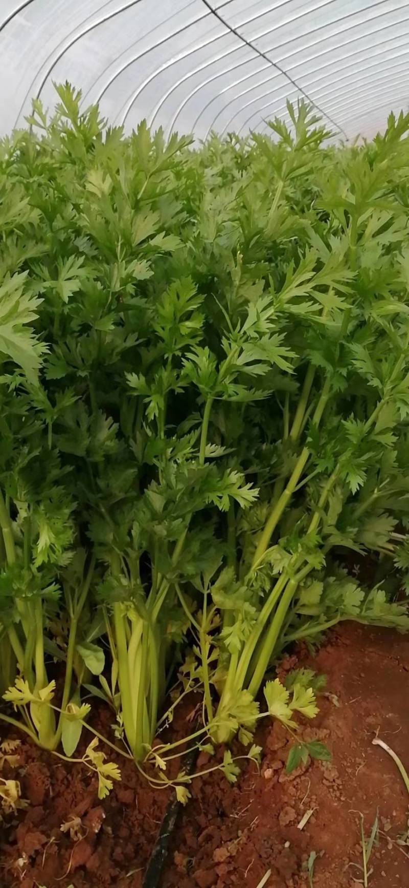 黄嫩西芹种子进口耐热耐高温高芽率黄绿油亮芹菜种子