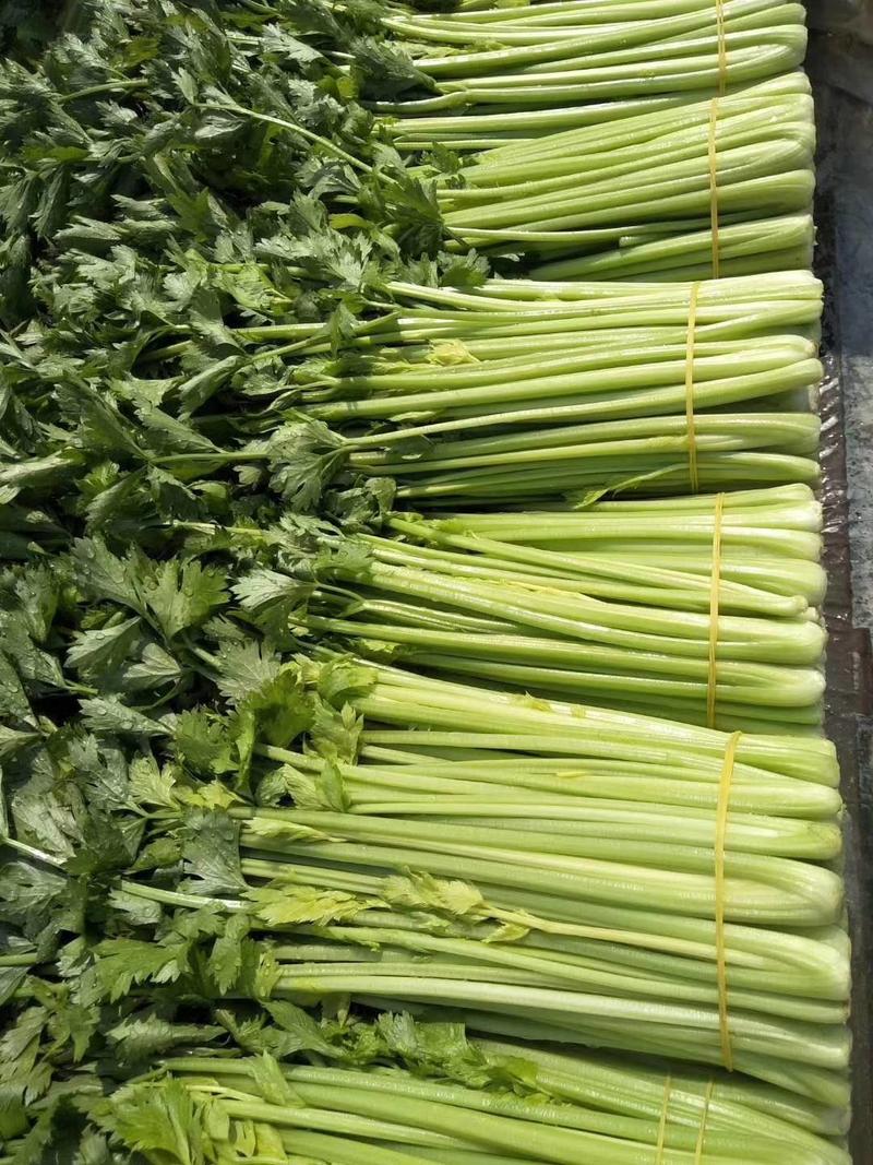黄嫩西芹种子进口耐热耐高温高芽率黄绿油亮芹菜种子