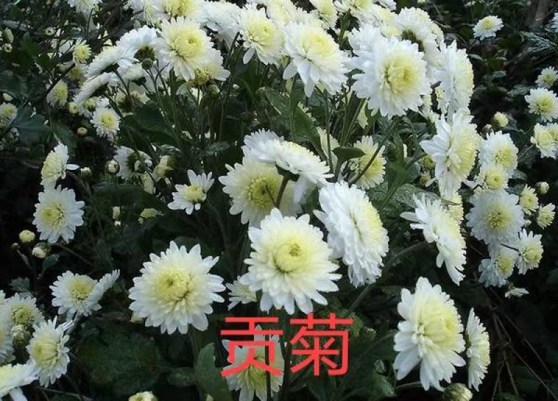 出售黄山贡菊苗陶菊苗金丝皇菊苗七月菊苗现货