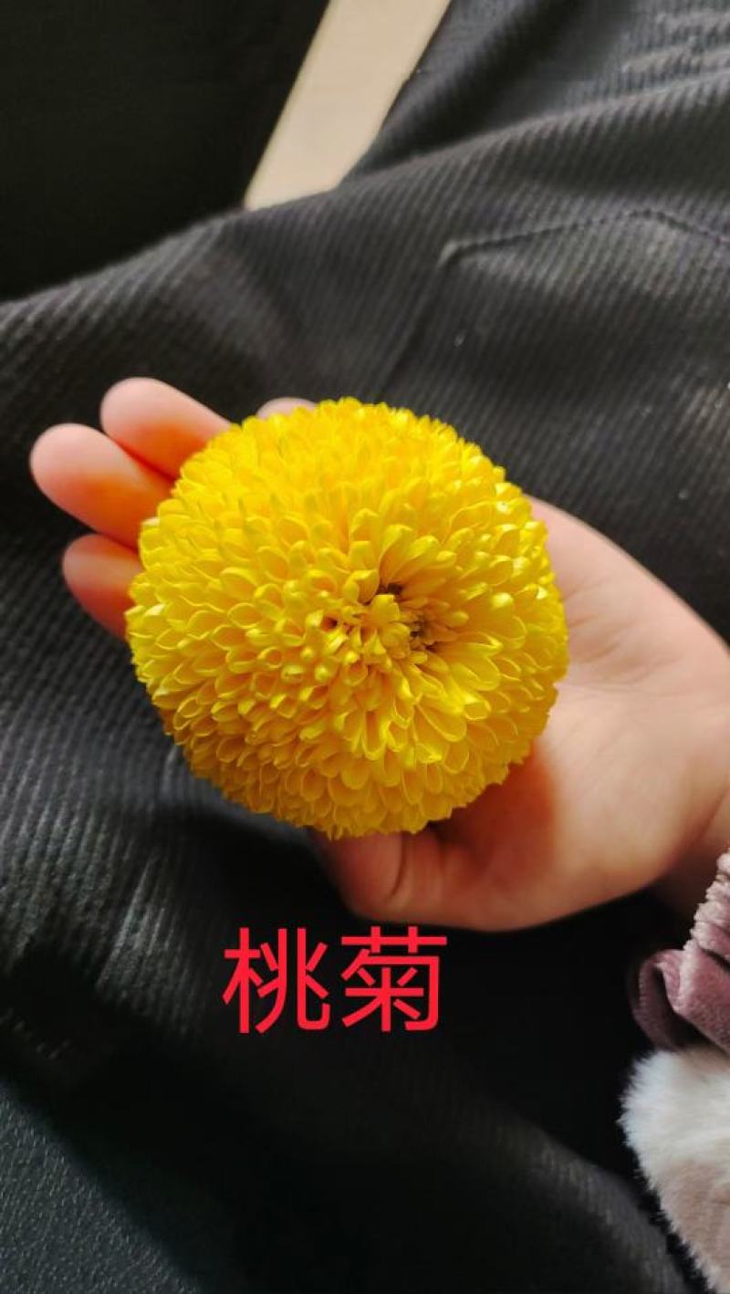出售黄山贡菊苗陶菊苗金丝皇菊苗七月菊苗现货