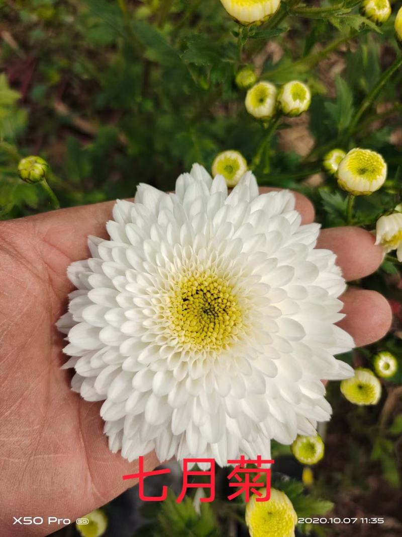 出售黄山贡菊苗陶菊苗金丝皇菊苗七月菊苗现货