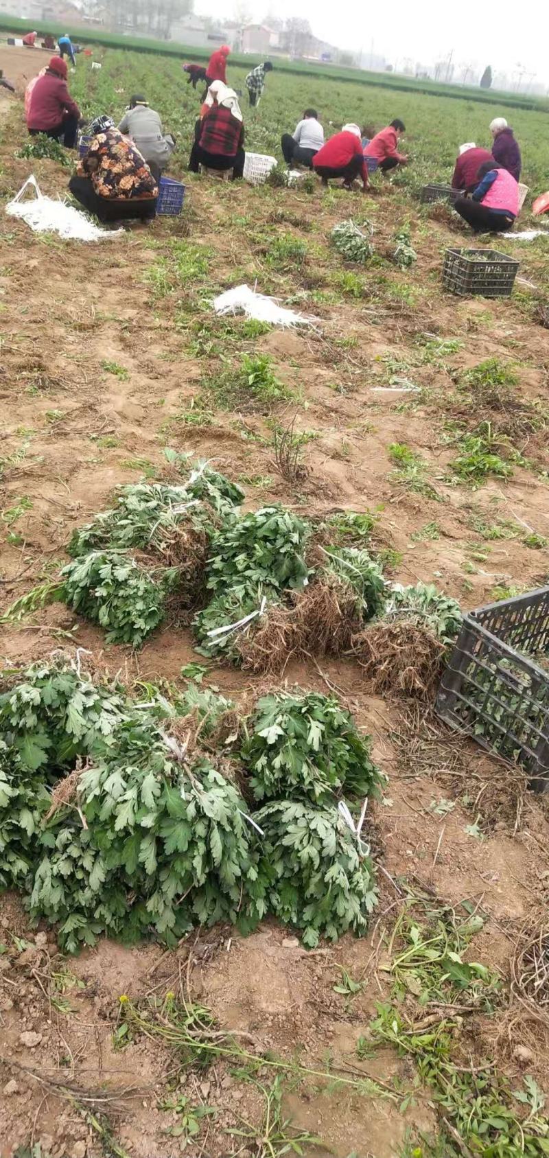 黄山馒头金丝皇菊老根苗和扦插苗包技术包回收诚信经营