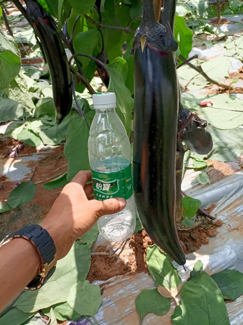 茄子，烧烤茄，墨茄，基地直销，品质保证，欢迎你的到来