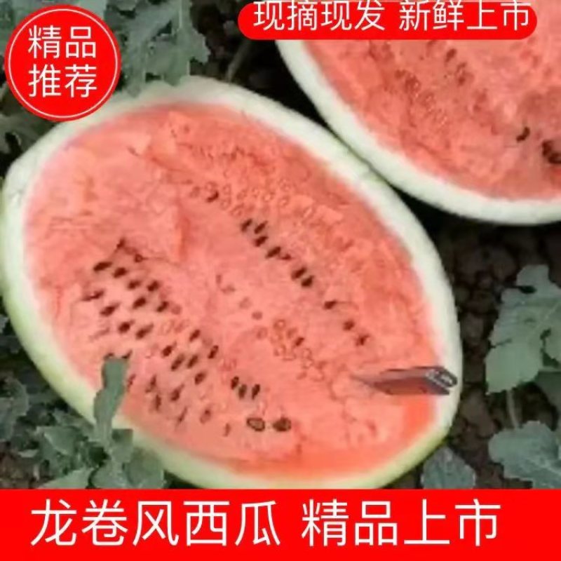 【西瓜】龙卷风包熟包甜沙地种植品质保证产地直发