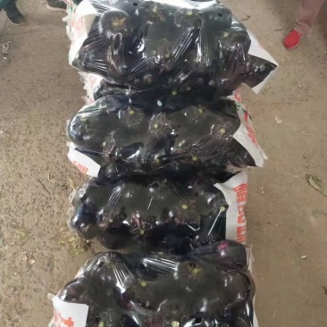 【热卖】河北邯郸精品茄子圆茄产地直发可看货欢迎