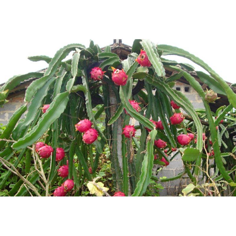 红心火龙果树苗南北方四季种植阳台庭院室内外种植当年结果