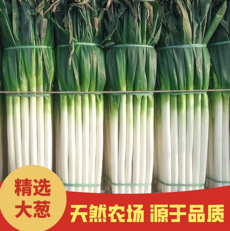 【大葱】铁杆大葱规格齐全货源充足欢迎致电