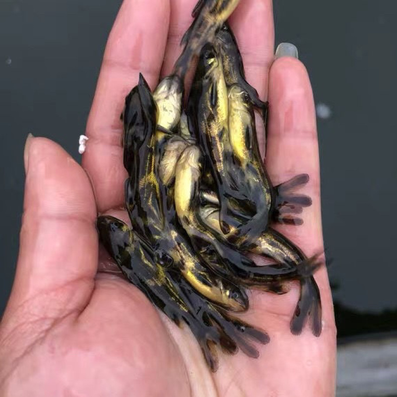 黄骨鱼苗黄颡鱼苗黄桑鱼苗黄辣丁汪丁鱼苗