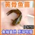 黄骨鱼苗黄颡鱼苗黄桑鱼苗黄辣丁汪丁鱼苗