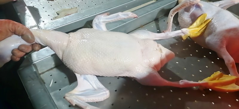 鲜鸭，开膛白条无杂