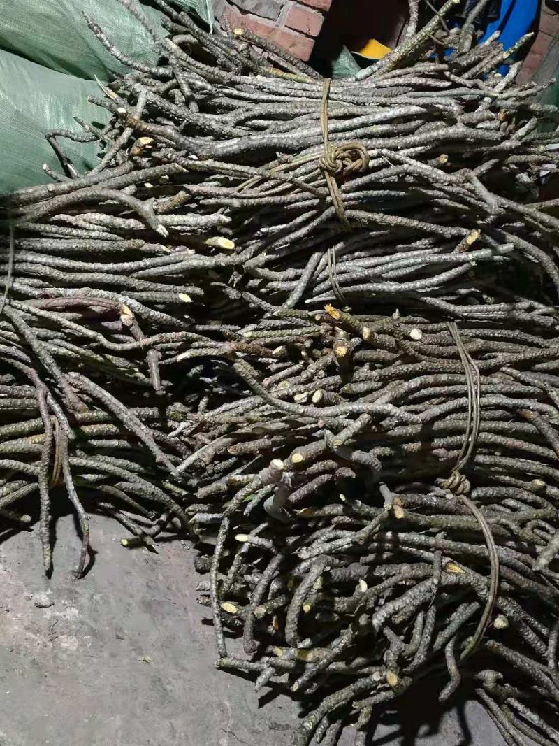 黑骨藤原产地批发