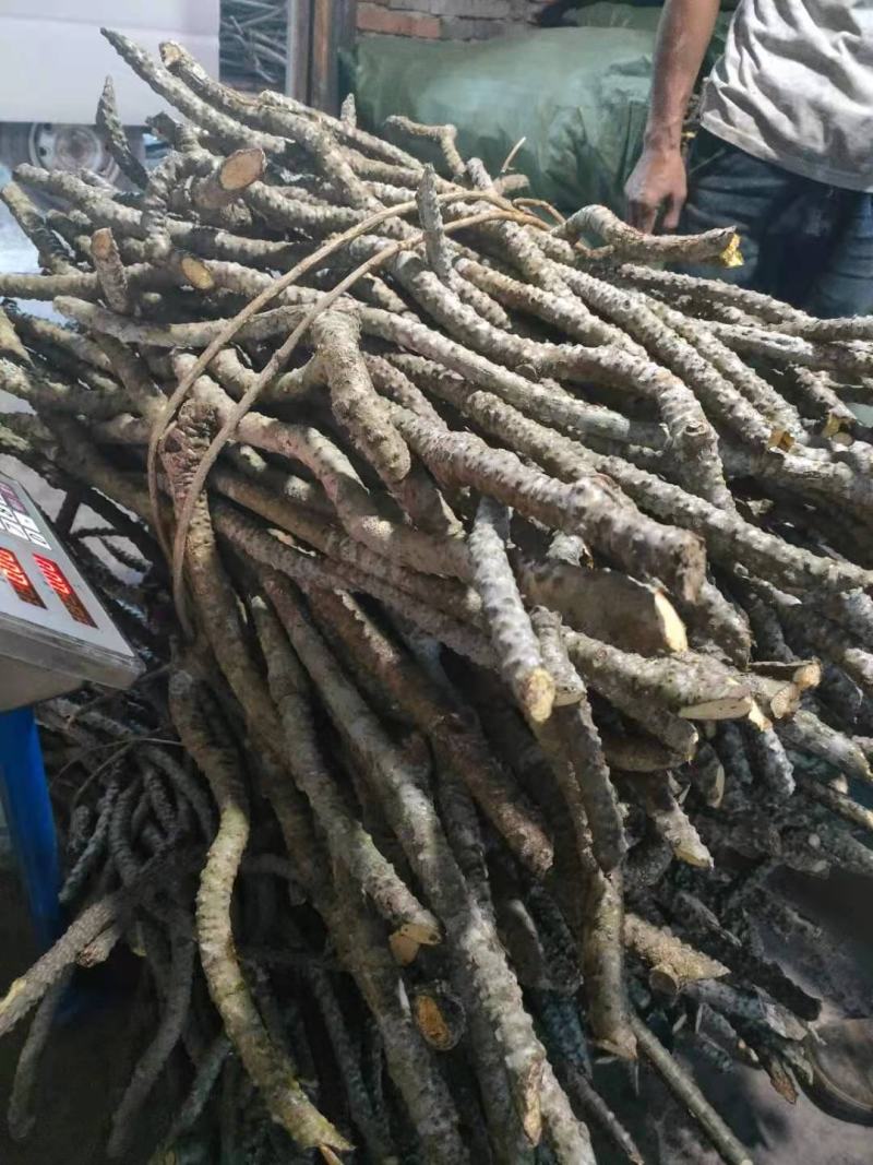 黑骨藤原产地批发